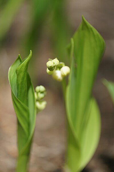 File:Buds-of-two-lilies-of-the-valley.jpg