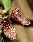 Bulbophyllum frostii Orchii 085.jpg