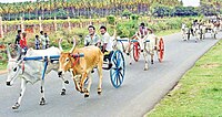 Bullock cart race held in SukkangalPatti