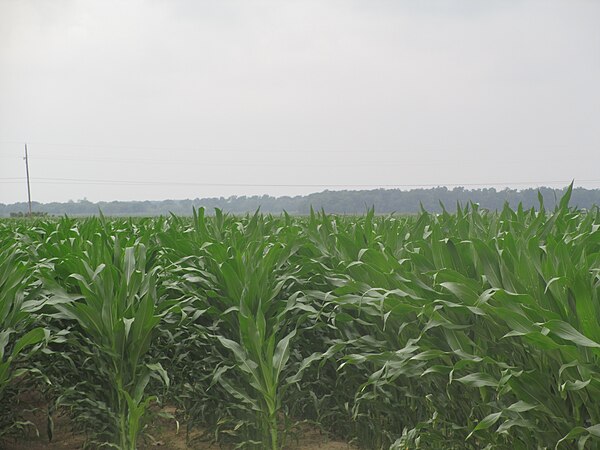 Beginning corn crop (2013) surrounds both sides of the Louisiana State Cotton Museum in Lake Providence