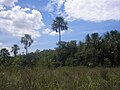 Miniatura para Provincia fitogeográfica del cerrado