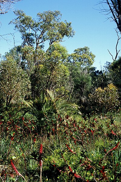 File:Bushland in Kings Park and Botanic Garden.jpg