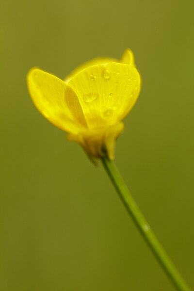 File:Buttercup (26916657343).jpg