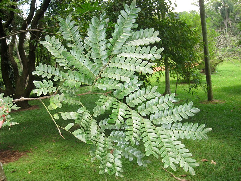 File:Caesalpinia echinata - Jardim Botânico de São Paulo - IMG 0349.jpg