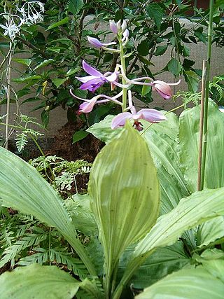 <i>Calanthe</i> Genus of orchids