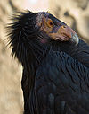 California condor