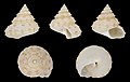 * Nomination Shell of a Soyo's Top Snail, Calliostoma soyoae --Llez 06:46, 5 March 2022 (UTC) * Promotion  Support Good quality. --Rjcastillo 06:50, 5 March 2022 (UTC)