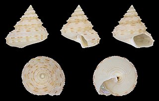 <i>Calliostoma soyoae</i> Species of gastropod