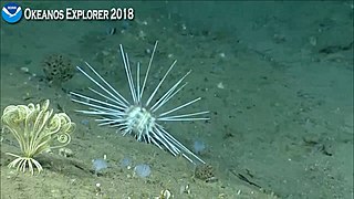 <i>Calocidaris micans</i> Species of sea urchin