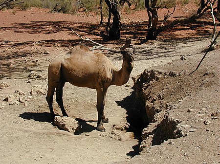 Tập_tin:Camel_at_Wilbia.JPG