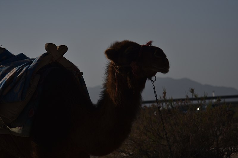 File:Camel s.jpg