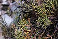 * Предлог Andicolea ferruginea in the path to the Aquilpo lake, Cordillera Blanca, Peru --Felino Volador 02:02, 7 June 2024 (UTC) * Се бара оцена