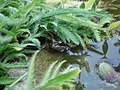 Camouflaged frog.jpg