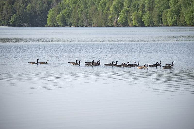 File:Canada Goose Flock in Huntsville 02.jpg