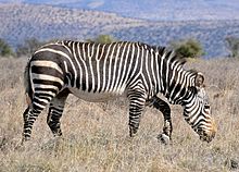 Cape Mountain Zebra (Equus zebra zebra) (31707282834).jpg