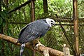 Captive Harpia harpyja (Harpy Eagle) at Belize Zoo.jpg
