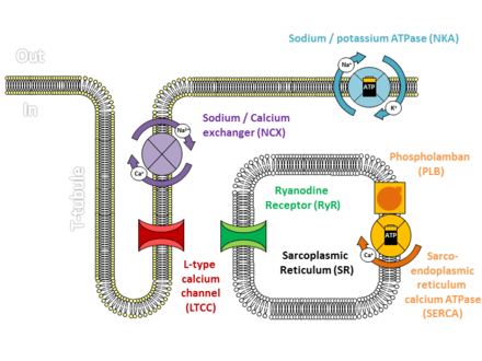 Key proteins involved in cardiac calcium cycling and excitation-contraction coupling