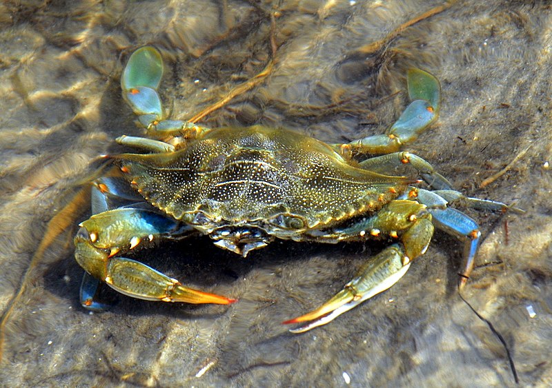 File:Care Banks - Blue Crab - 06.JPG