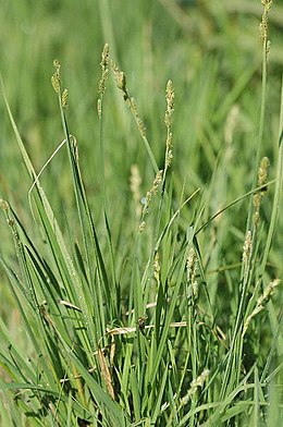 Žiloji viksva (Carex cinerea )