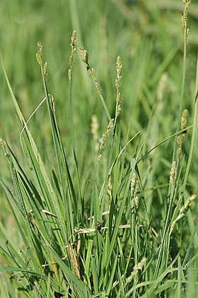 Carex.curta.2.jpg