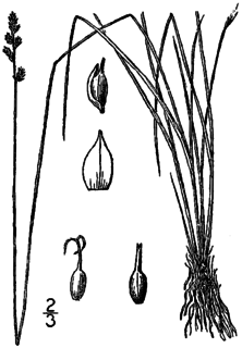 <i>Carex sterilis</i> Species of grass-like plant