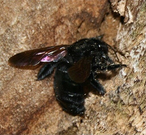 Carpenter bee at work