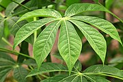 Cassava1 (3945716612).jpg