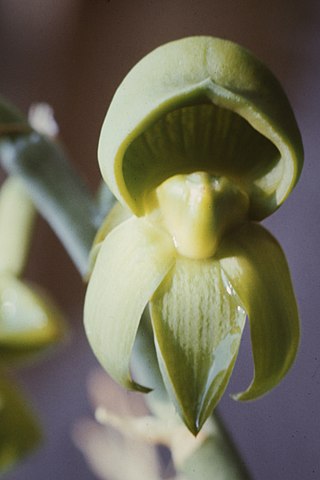 <i>Catasetum discolor</i> Species of orchid