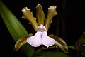 Cattleya bicolor subsp. bicolor