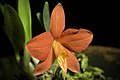 Cattleya pygmaea