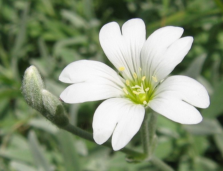 File:Cerastium tomentosum flower.jpg