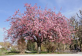 Prunus serrulata «Кандзан»