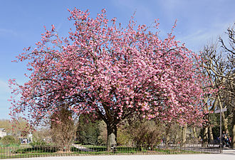 A Japanese cherry tree (Prunus serrulata) in bloom.