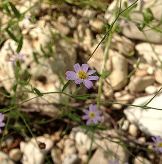 <i>Chaetopappa bellidifolia</i> Species of flowering plant