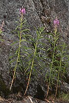 Alpine Lakes Wilderness