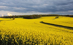 Rapeseed field in Burgundy, France