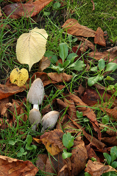 File:Champignon (2).JPG