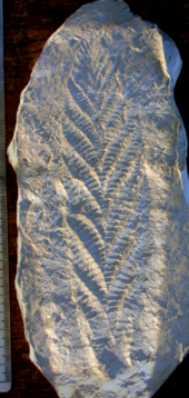 Cast of Charnia masoni fossil Charnia.png