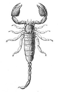 <i>Cheloctonus jonesii</i> Species of scorpion