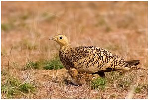 Chestnut-Bellied Sandgrouse