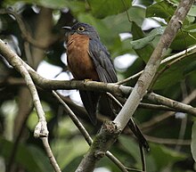 Chestnut-breasted cuckoo iron08.JPG