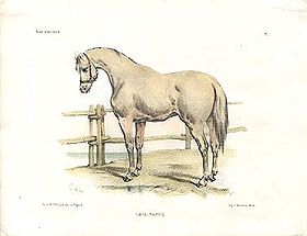 Наварринский конь Виктора Адама, литография, обработанная акварелью.