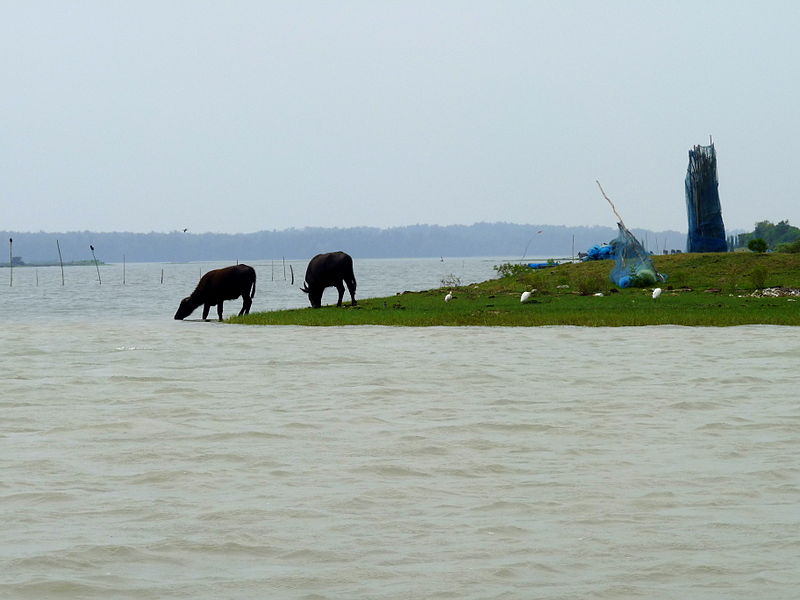 File:Chilika Lake, cattle drinking rather salty water.jpg