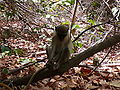 Grüne Meerkatzen Green Monkey