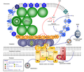 Thumbnail for Chlorosome