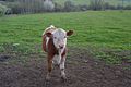 Čeština: Chlumy, kráva na pastvině