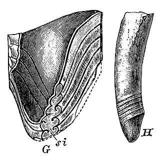 <span class="mw-page-title-main">Choanoceratidae</span> Extinct family of molluscs