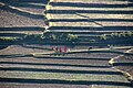 Rice terrasses