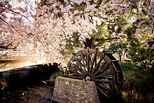 Cherry blossom trees in Spring bloom and a historic water wheel, located on a small island in the Avon River at the corner of Oxford Terrace and Hereford Street, in the city centre Christchurch cherry blossoms and water wheel.jpg