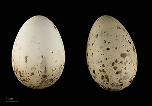 Mouette À Tête Grise: Morphologie, Comportement, Répartition et habitat